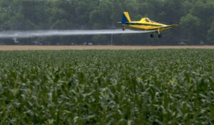 A cropduster sprays chemicals onto a corn field in Arkansas